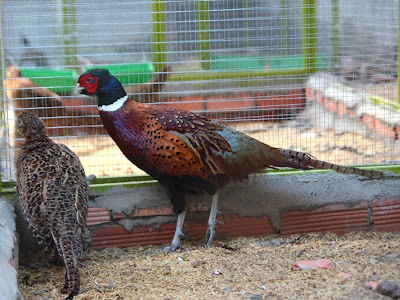 Tri do khoang co VN.JPG